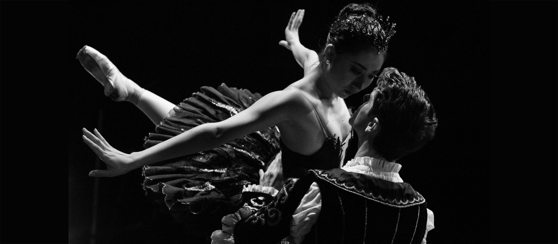 CISNE-NEGRO-PORTADA